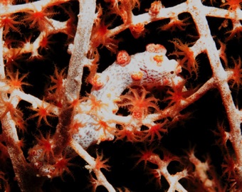 Pigmy Seahorse